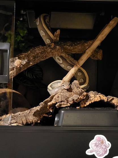 Cheese, the brown and yellow ball python, hanging out of his sky hide, laying his head down on a piece of cork bark on the ground.

He is inside of his enclosure.