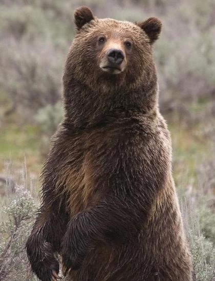 Photo of a brown bear