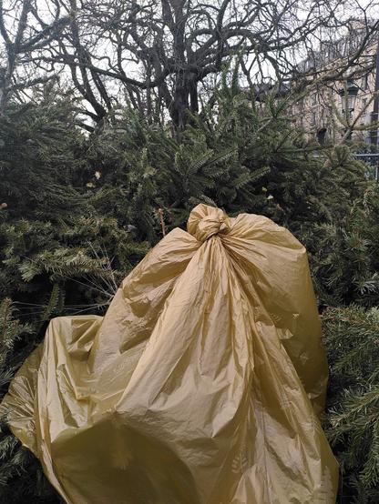 Photographie d'un amas de sapin dans un parc. Au milieu, une forme caché sous un sac à sapin beige.