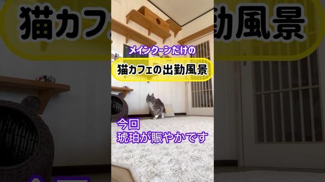 メインクーンだけの【猫カフェの出勤風景】#cat #cooncat #mainecoon #もふ