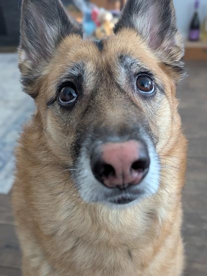 A dog looking upwards tracking something