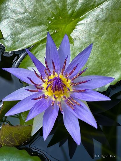 Auf dem Foto sieht man eine wunderschöne, violettfarbene Seerose mit einem strahlend gelben Zentrum. Die Blute ist detailreich abgebildet und liegt auf einem ruhigen Wasser, das von großen grünen Blättern umgeben ist. Die glänzenden Blätter und die Spiegelung im Wasser verleihen dem Bild eine klare, lebendige Atmosphäre.