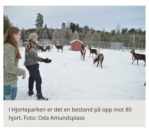 Et bilde fra samme artikkel som teksten med bilde av hjorteparken som selger naturopplevelser i "så å si urørt natur". Det står to mennedler til venstre, og langs et høyt gjerde på ei slette står en gjeng hjort. På andre sida av gjerdet står et rødt uthus og i bakgrunnen kan den urørte naturen skimtes.