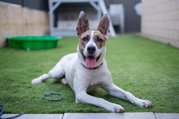 A happy dog with large ears and a mix of white and brown fur is lying on grass. The dog's tongue is out, and it looks content. In the background, there is a green plastic basin and some outdoor furniture against a fence.