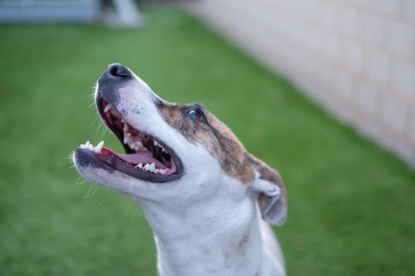 A dog with light brown and white fur looking up, showing its teeth in a playful manner, standing on grass.