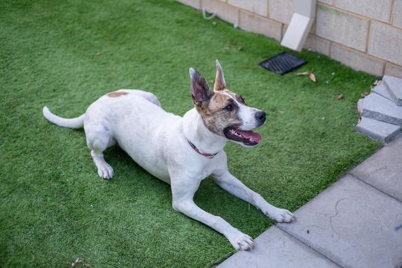 A dog with a white body and brown spots laying on green artificial grass. The dog has large ears and its mouth open, with a happy expression. It is near a wooden fence and stone steps.