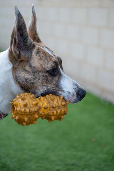 A dog with a brindle and white coat is holding a yellow spiky toy in its mouth while standing on green grass. The background shows a brick wall.