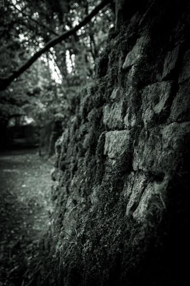 Black and white photograph of a moss-covered dry stone wall surrounded by woodland.