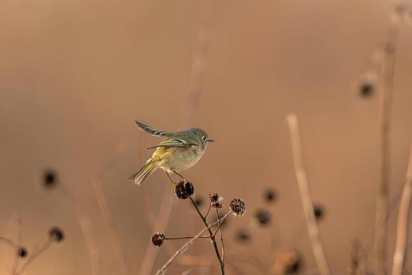 A small bird perches delicately on the dried stems of plants, surrounded by a soft, blurred background. Its feathers display subtle tones of orange and gray, and it seems poised to take flight. Photography by Debra Martz