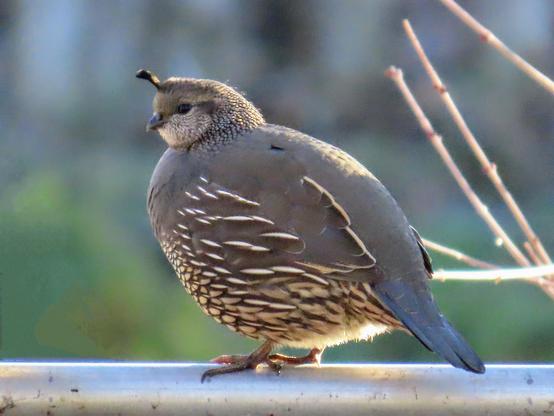 Photo of female California quail standing in left-facing profile on the top rail of my silvery chain-link fence, my neighbor's juniper hedge and wooden fence in soft focus behind her. The wonderful, grey-brown quail is very plump and round in the winter air and the late afternoon sun is limning her crown and back with a golden glow that echoes the creamy stitching and quilling of the markings on her breast and wings. Her creamy covert feathers also catch the light and glow underneath the flat duckbill of her grey tail as though the sun shines, quite literally, out of her behind. Her face is small and drawn back into her speckled throat and neck, the tiny apple-stem of her crest feathers sticking up quirkily and her small, pursed bill gentle and thoughtful in front of the quiet black bead of her eye. What a plump, golden apple of the sun.