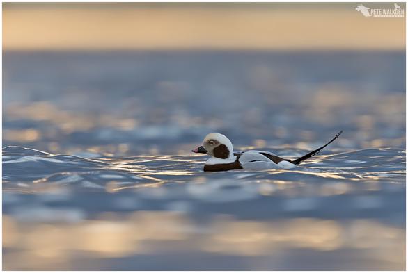 A photo of a male long-tailed duck on water reflecting the setting sun, on the Moray Firth.