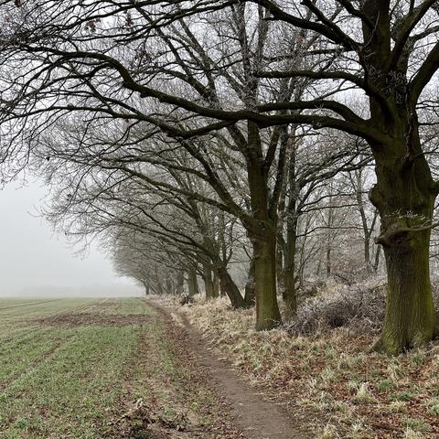 Eine neblige Landschaft mit einem von Bäumen gesäumten Weg, der sich entlang eines Feldes mit grünem Gras schlängelt. Die Bäume sind kahl und die Atmosphäre wirkt neblig, was eine ruhige Umgebung schafft.