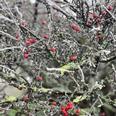 Ein Nahaufnahmebild eines dicht verzweigten Strauchs mit zahlreichen kleinen roten Beeren. Die Äste sind kahl mit Moosflecken und etwas Frost oder Flechten sichtbar.