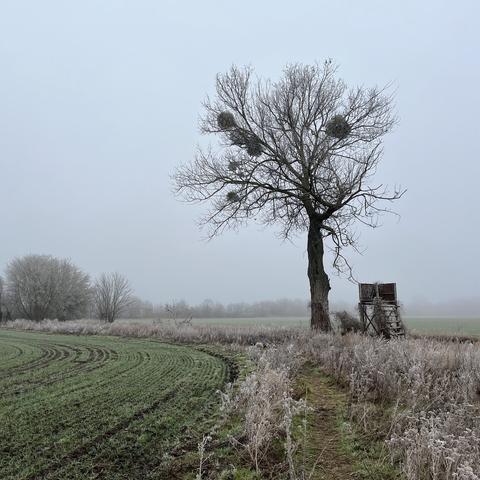 Eine neblige Landschaft mit einem kahlen Baum mit Misteln, einer Lichtung mit frostbedecktem Gras und einer hölzernen Jagdplattform im Hintergrund. Der Boden zeigt frisch gepflügte Felder mit Furchen.