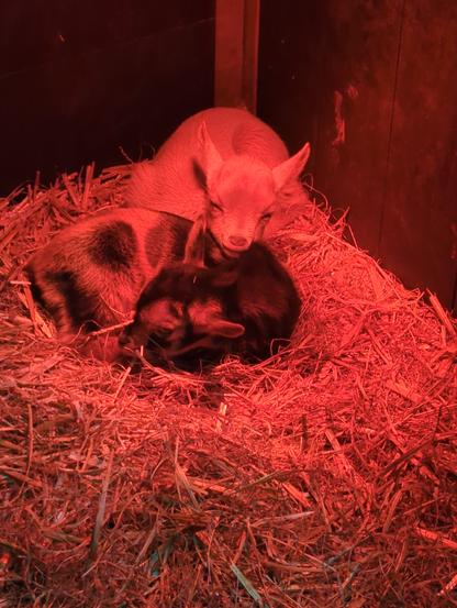 Twee geitenlammetjes dicht tegen elkaar aan. Een kijkt slaperig en bambi-achtig in de lens over de ander heen, de ander kijk met 1 oog ook.