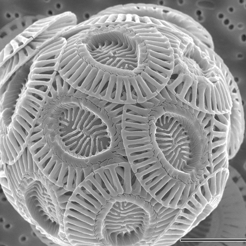 image/png a microscope image of a spherical cell covered with discs with geometrical radiating bands.
Coccolithophore photo from Alison R. Taylor (University of North Carolina Wilmington Microscopy Facility) • CC BY 2.5