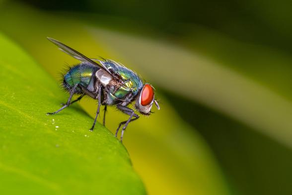 An iridescent fly with red eyes on a green leaf.