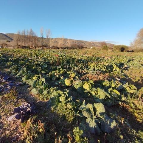 Paisaje de la huerta desde una esquina.
Se ve una zona con coles, principalmente repollos. Y restos de lombardas a la izquierda.
Al fondo árboles deshojados por el invierno. Y montes bajos.
Es el atardecer, por lo que predomina un tono dorado y destaca el verde de las coles sobre los marrones de la tierra.
El cielo azul totalmente despejado al fondo.