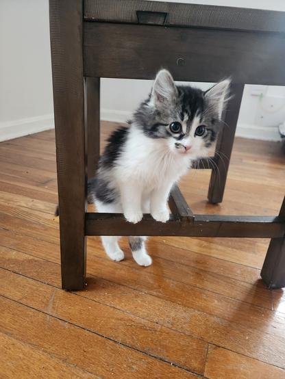 long-haired white and tabby kitten standing on hind legs with front paws on a horizontal bar of the bottom part of a wooden chair.