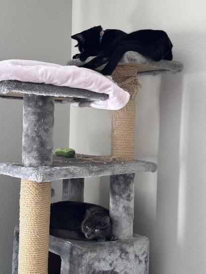 A black cat lay on the top platform of a tall cat tree looking down toward a grey cat on a lower level. The grey cat’s eyes are narrowed in anger and looking to the left, ignoring the black cat.