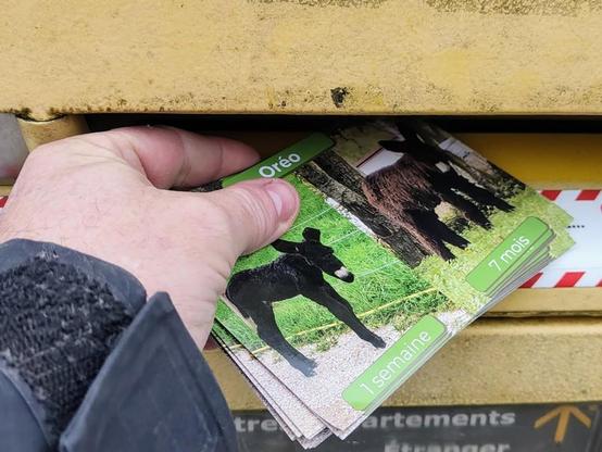 Une main déposant des cartes postales avec des ânes dessus dans une boîte aux lettres