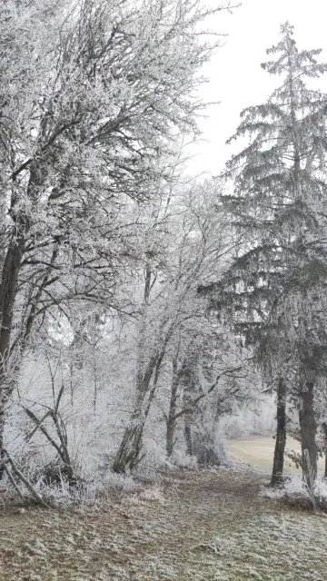Bäume, die komplett von Rauhreif überzogen sind. Davor sieht man etwas Wiese, die ebenfalls stark voll Rauhreif ist.