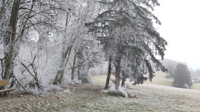 links Bäume, die komplett von Rauhreif überzogen sind. Davor und rechts davon sieht man eine Wiese, die ebenfalls stark voll Rauhreif ist.