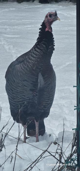 Wild turkey standing tall in the snow.