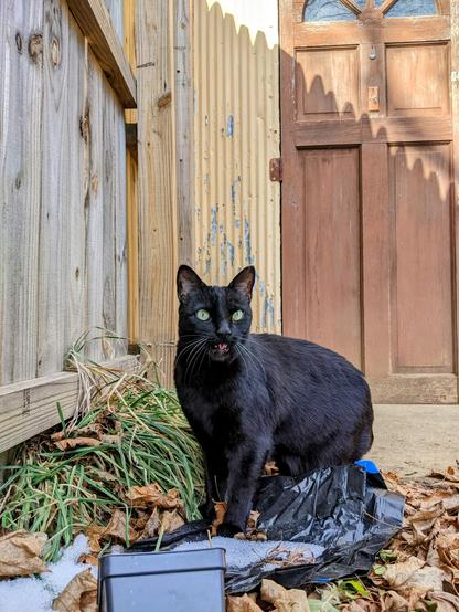 black cat in back garden by shed blepping and looking into the distance