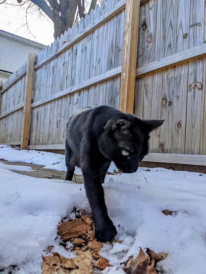 black cat pondering the snow while walking down garden path