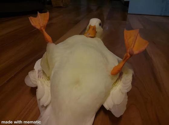 Es un pato tumbado con las patas hacia arriba.... oh god why