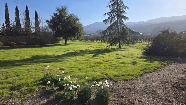 A few narcissus in bloom. Green meadow and trees in bacground.