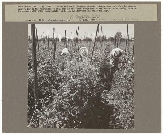 The image is a black-and-white photograph depicting two individuals working in an agricultural field. They are engaged in the task of picking peas from plants that appear to be in rows, supported by stakes or trellises. The setting suggests a rural area with abundant vegetation.

Both workers wear hats and casual clothing suitable for outdoor labor. One worker is bending slightly over, reaching down towards the ground level where the pea plants grow close together. They hold a bucket or container presumably filled with picked peas in their hands. The other individual stands upright, seemingly attending to another plant row behind them while carrying what looks like a basket.

The photo's caption provides historical context, stating it was taken during April 1942 and is situated at Centerville, California. It mentions young workers of Japanese ancestry who were engaged in picking peas on an Alameda County farm before their evacuation for War Relocation Authority centers. The photograph seems to be part of a collection related to the US War relocation authority.

The image carries a heavy historical significance as it captures a moment during World War II, reflecting internment policies and labor demands at that time. It also showcases Dorothea Lange's photography work through her documentation effort for this subject matter.