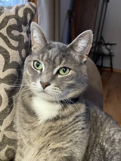 It’s a close up picture of Wally’s face. He’s staring off into the distance with a serious expression on his face.