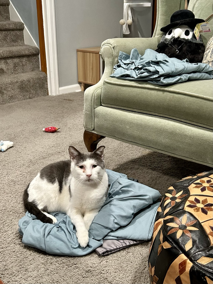 A tabby and white cat sits on some sheets he has knocked onto the floor. He is comfy.
