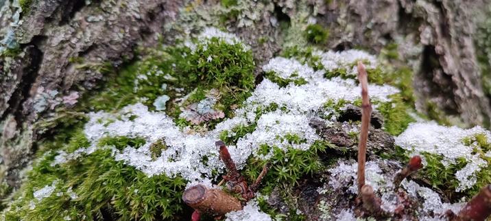 a close up of some moss on tree bark with a little snow on top