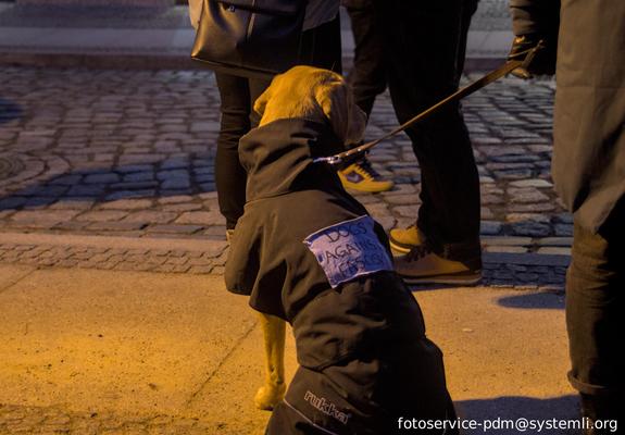 ein hund bei nacht sitzt auf dem gehweg. der hund trägt einen mantel mit einen aufnäher: "dogs against fascism"