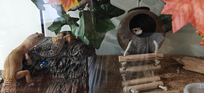 two leopard geckos relax on top of a faux wood cave, while a third rests inside a coconut house. fake foliage hangs from the tank ceiling