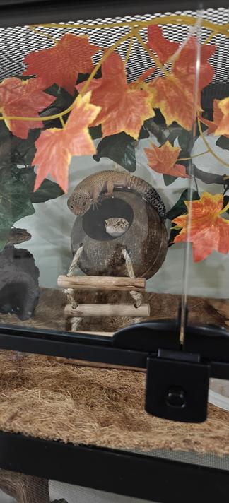 a leopard gecko rests inside a coconut house, while another climbs on top of the house. a third is atop a fake cave off to the left. fake foliage hangs from the tank ceiling