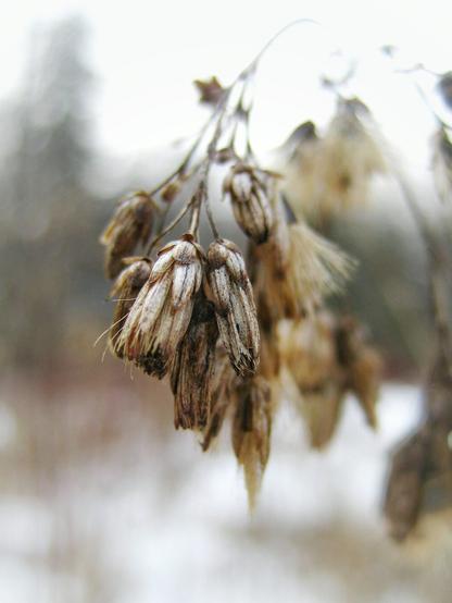 A close up image of goldenrod in the winter. The details of the plant and it's pale golden colours can be seen against the blurry background.