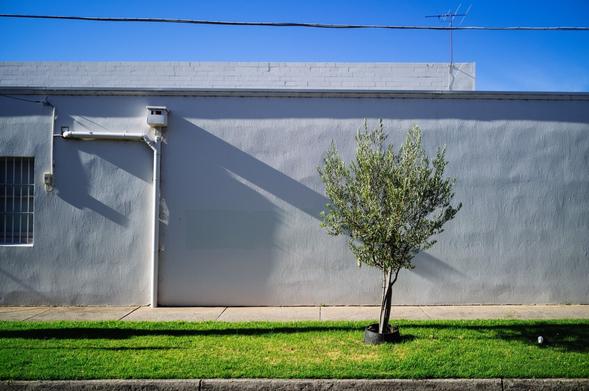 A summer's morning sun casts shadows from the left of the frame, diagonally across a grey wall, behind a single tree on a grass nature strip.
