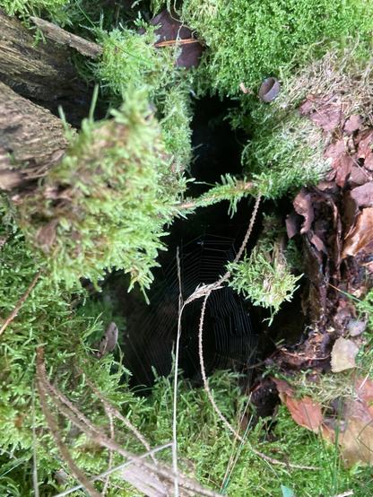 Mossy tree stump with a spiderweb inside. This pictures was taken from the top.