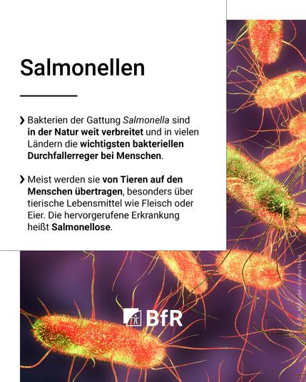 Salmonellen. Bakterien der Gattung Salmonella sind in der Natur weit verbreitet und in vielen Ländern die wichtigsten bakteriellen Durchfallerreger bei Menschen. Meist werden sie von Tieren auf den Menschen übertragen, besonders über tierische Lebensmittel wie Fleisch oder Eier. Die hervorgerufene Erkrankung heißt Salmonellose.