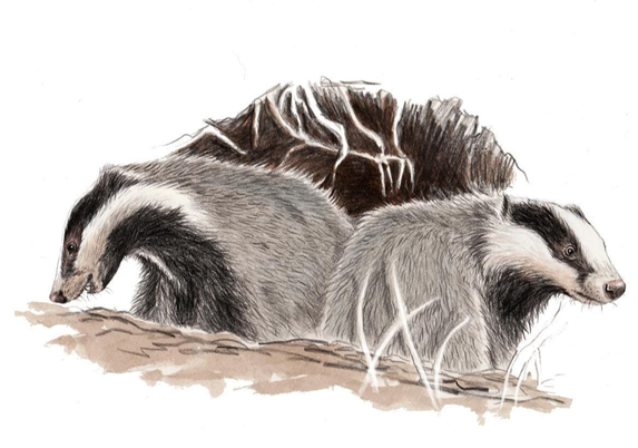 Illustration de deux blaireautins à la sortie de leur terrier réalisée au crayon et à l'aquarelle