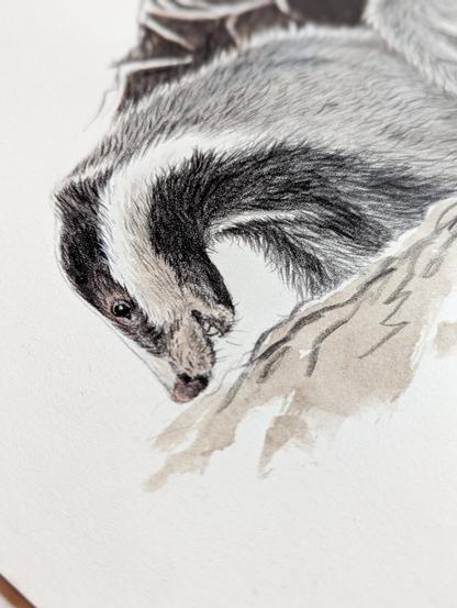 Gros plan sur l'illustration. Tête du blaireau