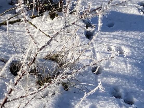 Verschneite Zweige in Schneelandschaft
