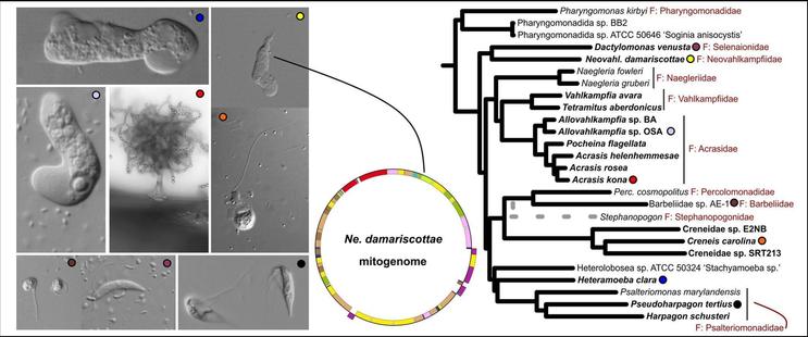 graphical abstract of the paper showing photos of microbes and an evolutionary tree