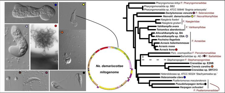 graphical abstract of the paper showing photos of microbes and an evolutionary tree