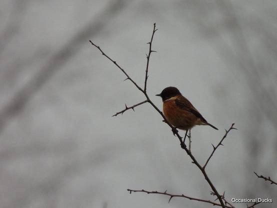 On a twiggy branch with several wiglets, a stonechat perches. It has a round, reddish body and a black-looking head that's separated by a white clerical collar, and brown wings folded by its sides. The camera was very zoomed in to get this close, and the bird still looks a bit like it might fly off at any moment.