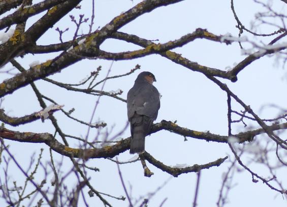 Foto eines größeren Vogels, der auf einem Ast sitzt.
Der Vogel ist von hinten aufgenommen, man sieht seinen dunkelgrauen Rücken und seinen schwarz-dunkelgrau gestreiften Schwanz. Er guckt über die Schulter zu uns. Er hat einen hakenförmigen Greifvogel-Schnabel, orange Wangen und gelb-orange Augen. Auf den Ästen liegt ein bisschen Schnee.